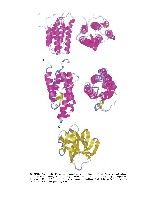 Bhagavan Medical Biochemistry 2001, page 1053